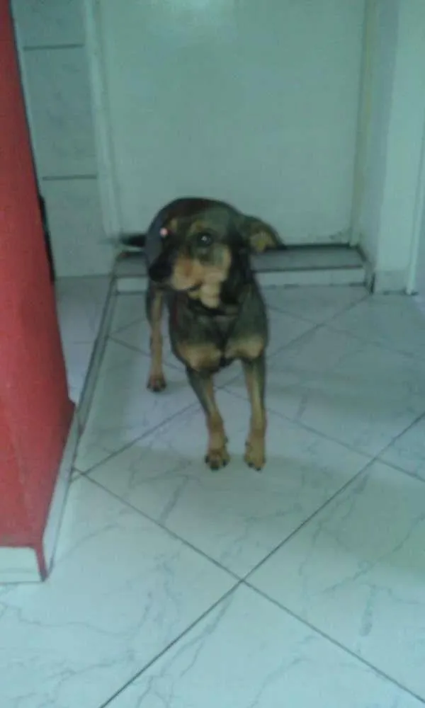 Cachorro ra a Viralata idade 4 anos nome Osama