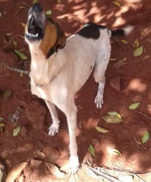 Cachorro raça vira lata idade 6 ou mais anos nome Princesa