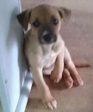 Cachorro raça SRD idade 2 a 6 meses nome Toby