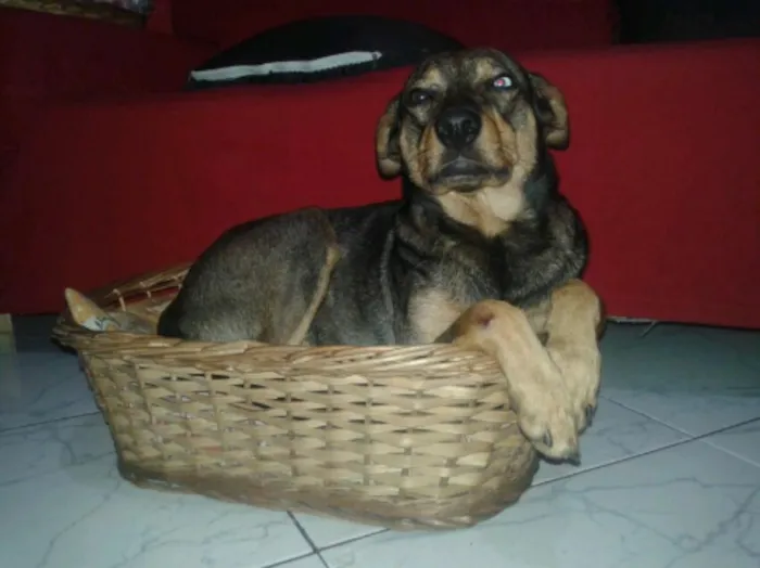 Cachorro ra a Viralata idade 4 anos nome Osama
