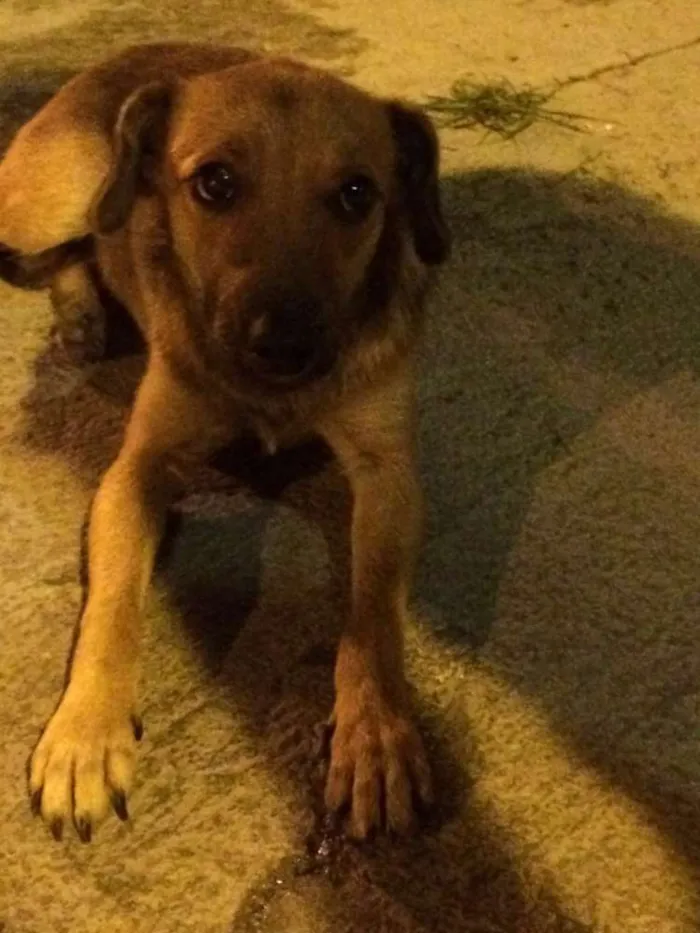 Cachorro ra a Sem raça  definida idade 2 a 6 meses nome Sem nome
