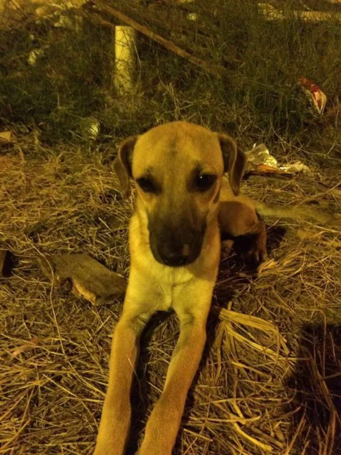 Cachorro ra a Sem raça  definida idade 2 a 6 meses nome Sem nome