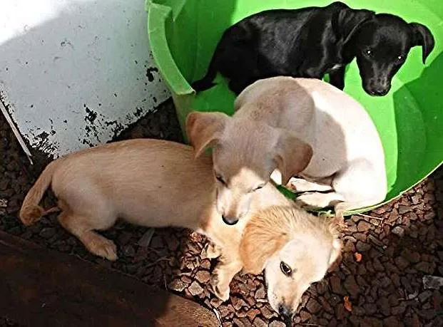 Cachorro ra a Mistura idade 2 a 6 meses nome Sem nome