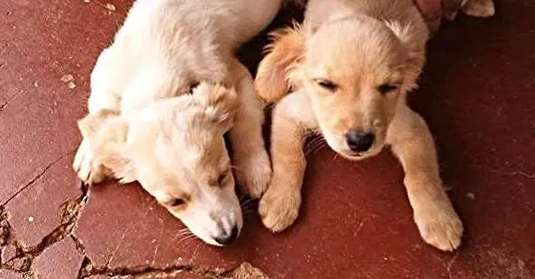Cachorro ra a Mistura idade 2 a 6 meses nome Sem nome
