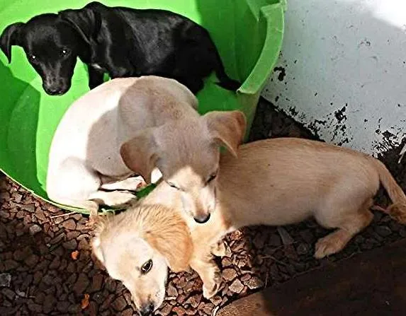 Cachorro ra a Mistura idade 2 a 6 meses nome Sem nome