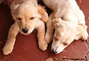 Cachorro raça Mistura idade 2 a 6 meses nome Sem nome