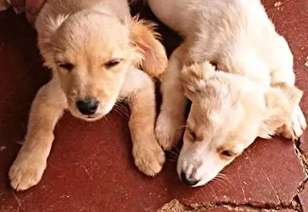 Cachorro ra a Mistura idade 2 a 6 meses nome Sem nome