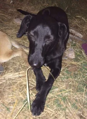 Cachorro raça Sem raça  definida idade 2 a 6 meses nome Sem nome