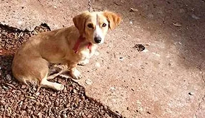 Cachorro ra a Mistura idade 3 anos nome Belinha