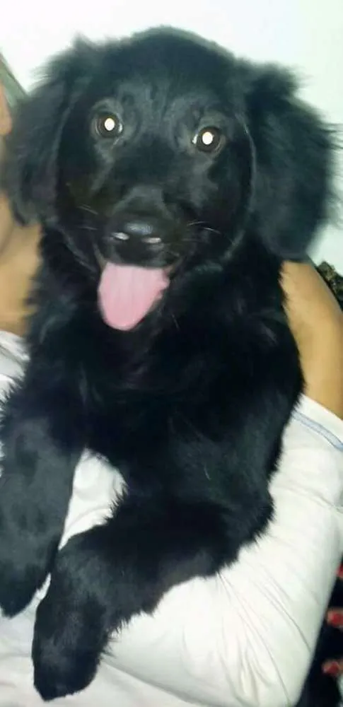 Cachorro ra a Srd idade 2 anos nome Toddy