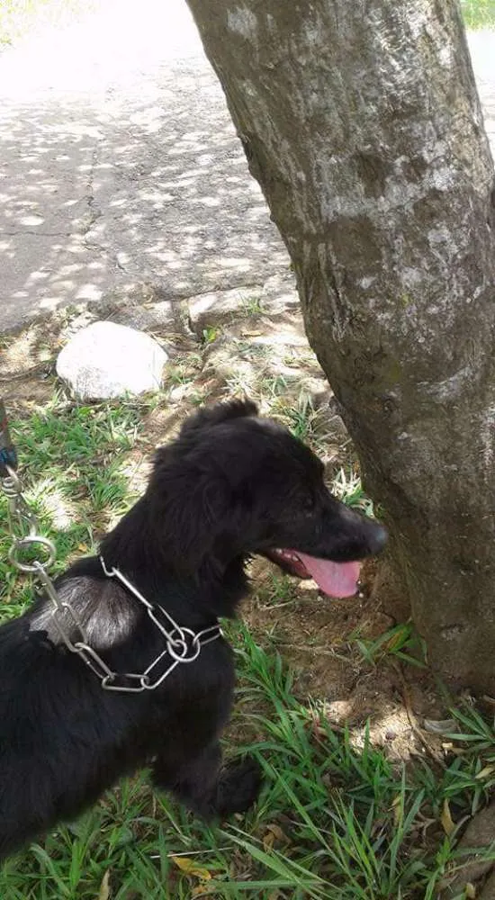 Cachorro ra a Srd idade 2 anos nome Toddy