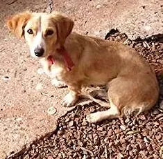 Cachorro raça Mistura idade 3 anos nome Belinha