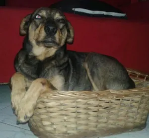 Cachorro raça Viralata idade 4 anos nome Osama