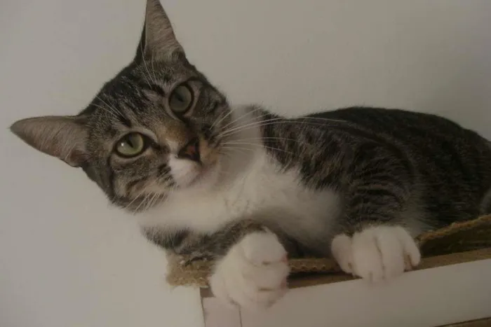 Gato ra a SRD idade 1 ano nome Aninha