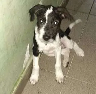Cachorro raça SRD idade 2 a 6 meses nome Marley