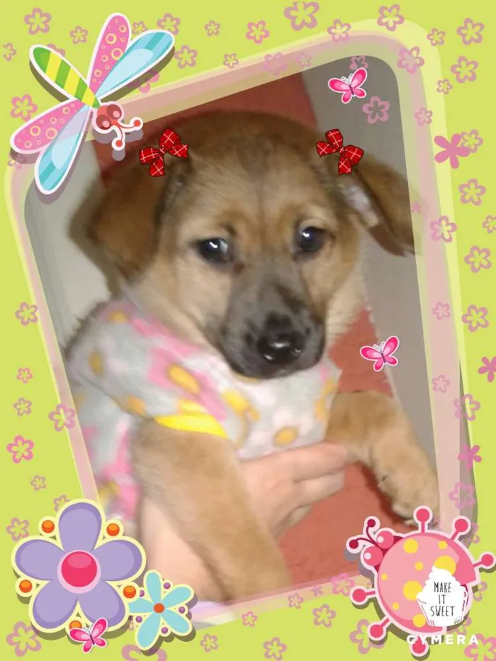 Cachorro ra a Srd idade Abaixo de 2 meses nome Bebel