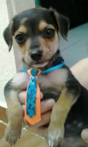 Cachorro raça SRD idade Abaixo de 2 meses nome Ryan
