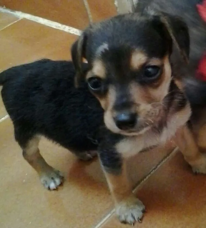 Cachorro raça SRD idade Abaixo de 2 meses nome Ryan
