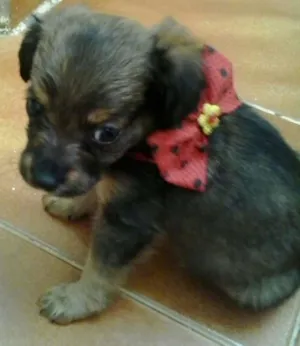 Cachorro raça SRD idade Abaixo de 2 meses nome Liza