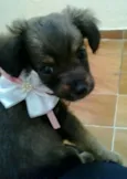 Liza