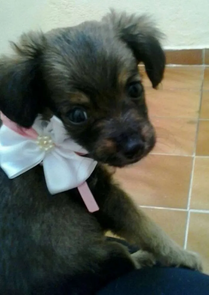 Cachorro raça SRD idade Abaixo de 2 meses nome Liza