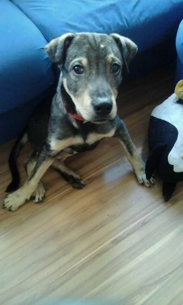 Cachorro raça SRD idade 2 a 6 meses nome Bob