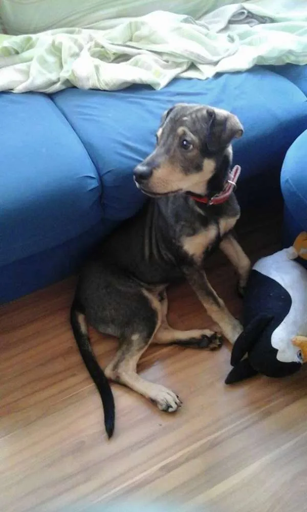 Cachorro raça SRD idade 2 a 6 meses nome Bob