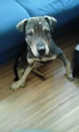 Bob