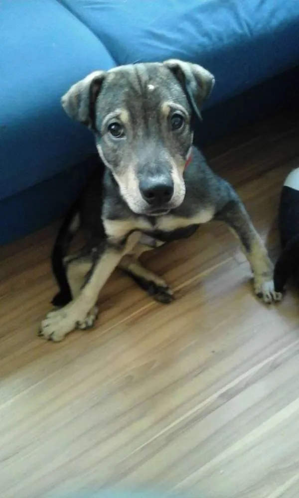 Cachorro raça SRD idade 2 a 6 meses nome Bob