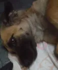 Cachorro raça Indefinida idade 7 a 11 meses nome Nao tem nome