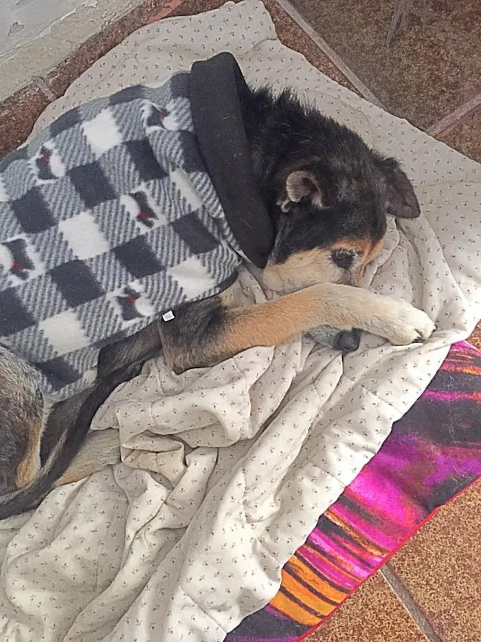 Cachorro ra a Srd idade 6 ou mais anos nome Laura