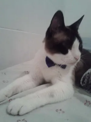 Gato raça SRD idade 6 ou mais anos nome Bia GRATIFICA