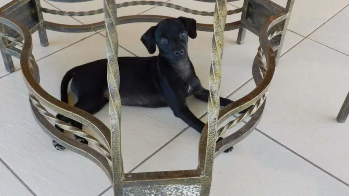 Cachorro ra a Brasileira idade 2 a 6 meses nome Nina