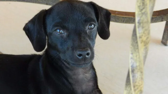 Cachorro ra a Brasileira idade 2 a 6 meses nome Nina