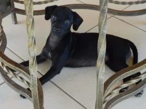 Cachorro raça Brasileira idade 2 a 6 meses nome Nina