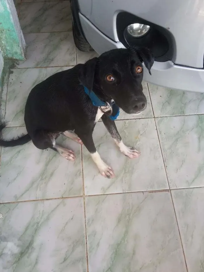 Cachorro ra a Srd idade 1 ano nome Raquel