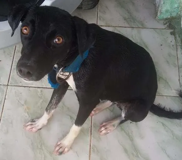 Cachorro ra a Srd idade 1 ano nome Raquel