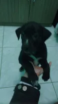 Chupetinha 