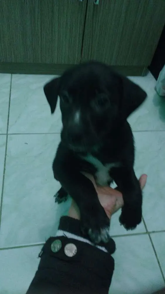 Cachorro ra a Srd idade Abaixo de 2 meses nome Chupetinha 