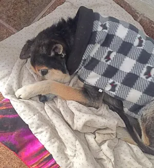 Cachorro raça Srd idade 6 ou mais anos nome Laura