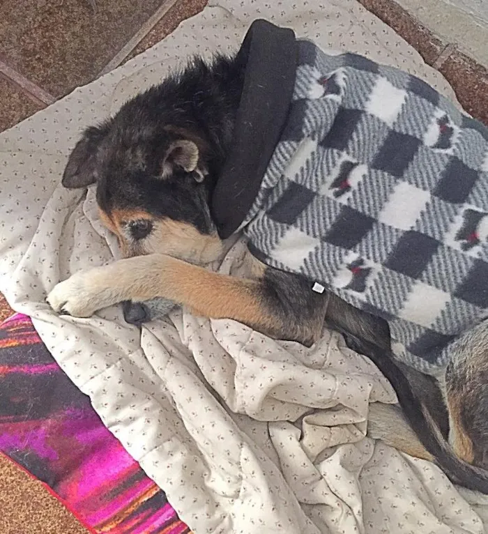 Cachorro ra a Srd idade 6 ou mais anos nome Laura