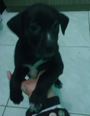 Cachorro raça Srd idade Abaixo de 2 meses nome Chupetinha 