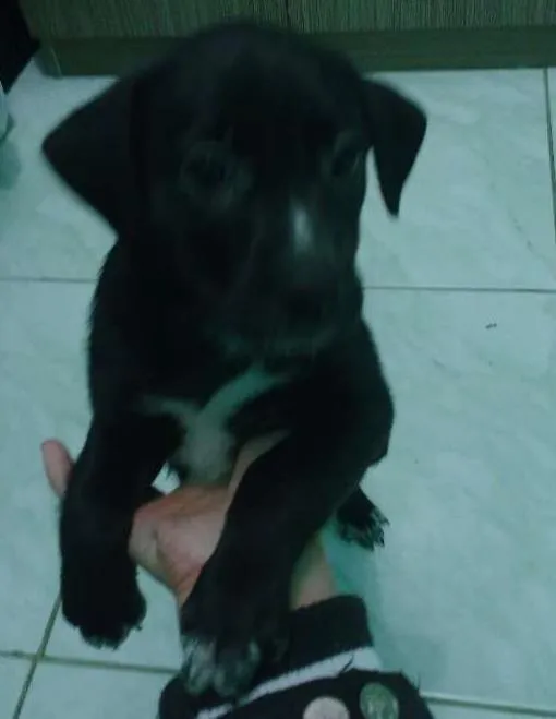 Cachorro ra a Srd idade Abaixo de 2 meses nome Chupetinha 