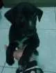 Cachorro raça Srd idade Abaixo de 2 meses nome Chupetinha 