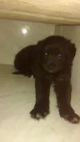 Urso