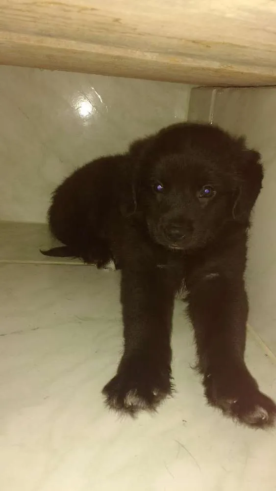 Cachorro ra a Srd idade 2 a 6 meses nome Urso