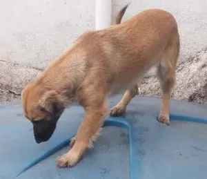 Cachorro raça Indefinida idade 7 a 11 meses nome Nao tem nome