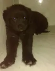 Urso