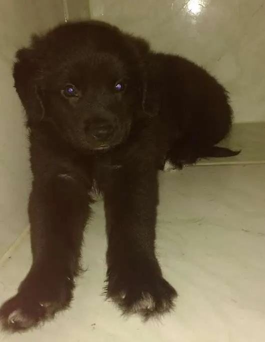 Cachorro ra a Srd idade 2 a 6 meses nome Urso