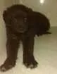 Cachorro raça Srd idade 2 a 6 meses nome Urso